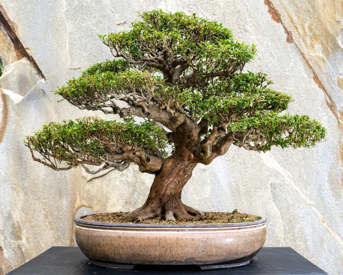 Unveiling Big Bonsai News Longwood Gardens